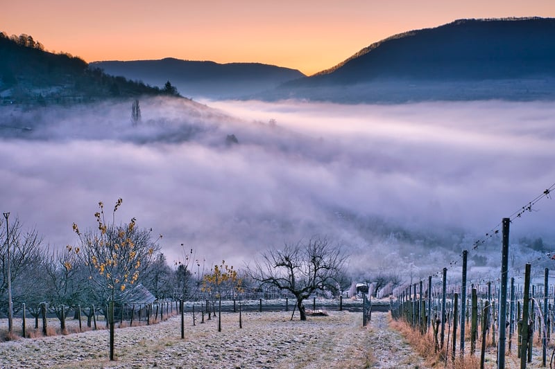 Marlborough Vineyard