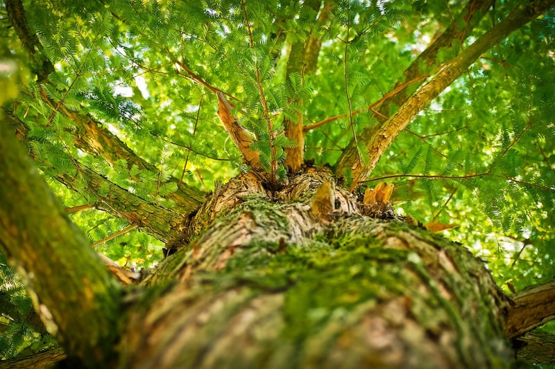 Nature-Inspired Elements